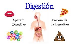 🍎 La Digestión y su Proceso Aparato Digestivo 💩 Fácil y Rápido  BIOLOGÍA [upl. by Glyn384]