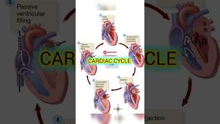 Cardiac Cycle shorts short youtubeshorts shortsvideo heart cardiaccycle [upl. by Adroj]