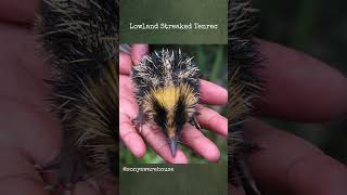 Lowland Streaked Tenrec [upl. by Noram]