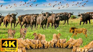 4K African Wildlife Serengeti National Park  Real Sounds of Africa  4K Video Ultra HD [upl. by Anora]