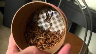 Fluker Farm Insect Review [upl. by Ylas]