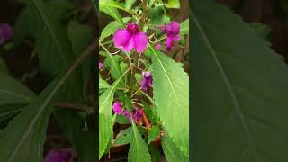 Impatiens balsamina Plant nature flower wildlife [upl. by Yehudi]