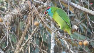 Bluethroated Barbet feeding [upl. by Ibed274]