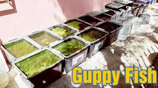 Natural Outdoor Guppy Fish Tubs Kept On Producing Hundreds Of Baby Guppies Every Week [upl. by Nogas]