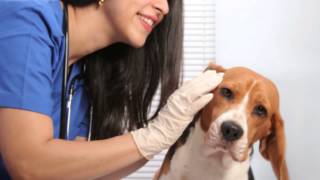 EpiOtic Ear Cleanser for Dog and Cat Ear Infections [upl. by Anivlac]