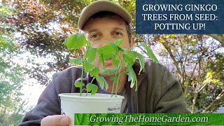 Growing Ginkgo Trees from Seeds Ginkgo biloba [upl. by Brose321]