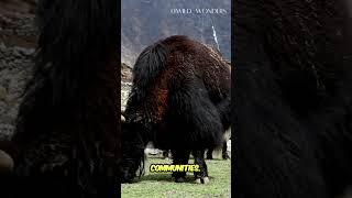 Yak The Hardy Highland Herdsman naturedocumentary animals [upl. by Aubarta]