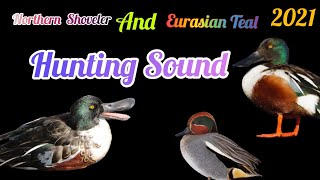 Northern Shoveler amp Teal Duck Mix Sound Teal Duck Hunting Mix Sound [upl. by Inoj]