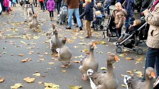 Efteling  Pieck Parade [upl. by Humfrid]