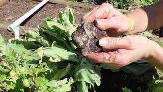 Mullein Root Benefits How to Harvest and More [upl. by Ardnosak]