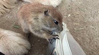 Prairie dog popcorn chews on my shoe [upl. by Tyree]