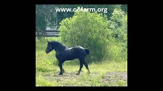 Jack  Reg Percheron Stallion [upl. by Ytinav236]