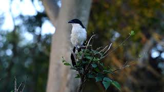 Burchells Coucal Call [upl. by Levinson]