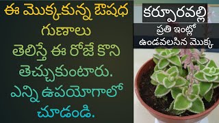 40 All about Indian Borage herbal plantకర్పూరవల్లి ఔషదమొక్కvamu aku వాము ఆకు [upl. by Cosette]