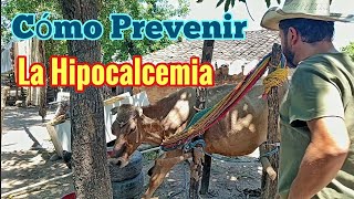 Cómo Prevenir la Hipocalcemia en Vacas El Secreto para Evitar la Vaca Caída [upl. by Ettolrahs]