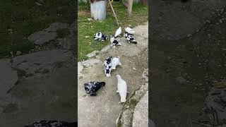 Pigeons Pellumba Fier Albania [upl. by Airdnax]