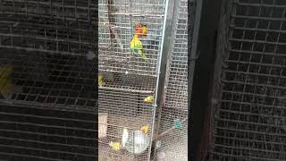 sorts video kunur birds and sun kunur birds guli jola san korcha [upl. by Idolem]