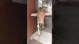 COW VIDEOS FOR BABIES 😍🍼 cow baby [upl. by Collen941]