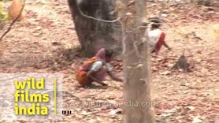 Women collecting Madhuca longifolia or Mahua fruit [upl. by Neall485]