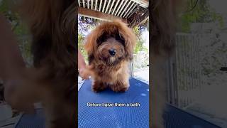 Properly Brushing Havanese Puppy [upl. by Annawek]