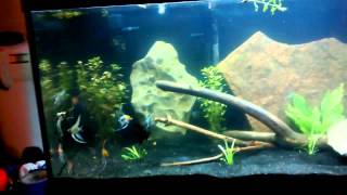 125 gallon Angelfish Tank Community [upl. by Honey]