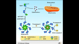 Apoptosis Pathway Intrinsic Pathway Part 2 Apaf1 Apoptosomes and activation of caspases [upl. by Cory]