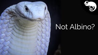 Biologist Explains Reptile Color amp Morphs [upl. by Zeralda]