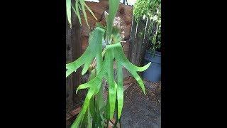 18 Species of Platyceriums or Staghorn Ferns [upl. by Yasmine]