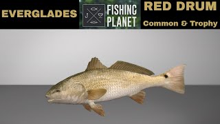 Fishing planet Everglades Red Drum Common amp Trophy [upl. by Sontag144]