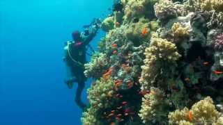 SCUBA Diving Egypt Red Sea  Underwater Video HD [upl. by Corwun374]