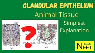 Glandular Epithelium  Animal Tissue  Lecture 5  Class 11  Biology  NEET 12 May 2021 [upl. by Norad]