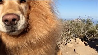 Lion Sighting in California [upl. by Natsyrk]