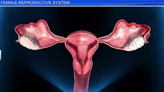 ICSE Class 10 Biology  Female Reproductive System [upl. by Musa402]