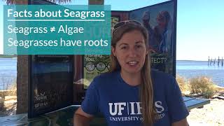 Whats so cool about seagrass [upl. by Haelat937]