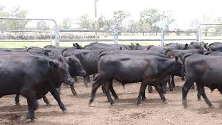 Erbacher Angus steers [upl. by Lennon]