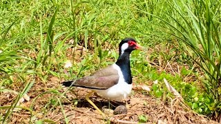 Mother Bird and Her Eggs in Field 1 – Redwattled Lapwings Egg Hatching on the Ground Ep50 [upl. by Carman]