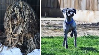 Dog With Dreadlocklike Hair Amazing Transformation [upl. by Ricoriki]