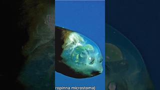 Barreleye Fish A DeepSea Marvel trending facts funfacts fish nature ocean oceanlife trend [upl. by Ehtyde652]