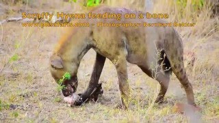 Scraffy Hyena feeding on a leg bone [upl. by Marie299]