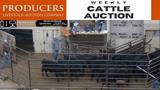 1262023  Producers Livestock Auction Company Cattle Auction [upl. by Conner]