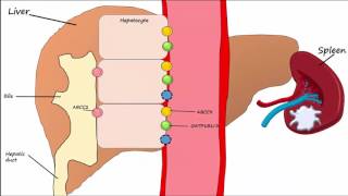 Hemoglobin BreakdownMetabolism [upl. by Seed]