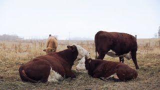 TwoStage Weaning Calves [upl. by Lemhaj]