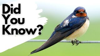 Things you need to know about SWALLOWS [upl. by Bohlen]