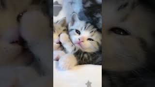 Cats  Funny amp Cute Cats Cats PRO Cats Video compilation 1 funny [upl. by Bartle624]