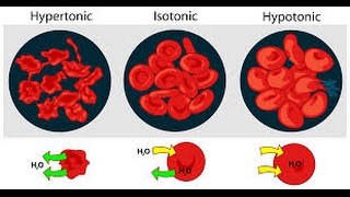 Exosmosis and Endosmosis HINDI [upl. by Zacarias]