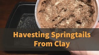 How To Get Springtails Out of Clay Cultures [upl. by Onitram]