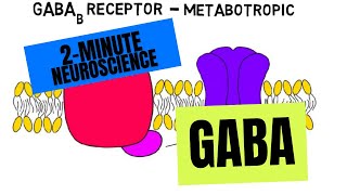 2Minute Neuroscience GABA [upl. by Apurk]