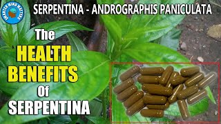 The AMAZING Health Benefits Of SERPENTINA  The Indian Snake Grass [upl. by Ayhtin]