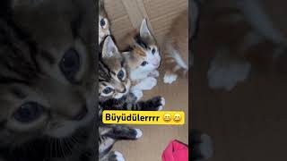 Bizim minnaklar büyüdü 😄 cat shortvideo kedi keşfet viral katzen [upl. by Philcox]