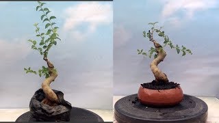 Membuat Bonsai Dari Bahan Ligustrum [upl. by Brett]